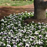Matrix® White Blotch Pansy Landscape