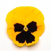 Matrix® Yellow Blotch Pansy Bloom