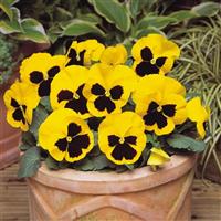 Matrix® Yellow Blotch Pansy Container