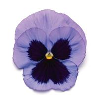 Matrix® Ocean Pansy Bloom