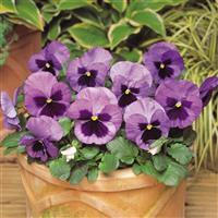 Matrix® Ocean Pansy Container