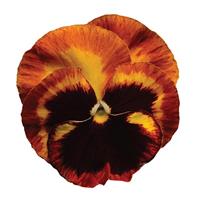 Matrix® Solar Flare Pansy Bloom