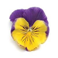 Matrix® Morpheus Pansy Bloom