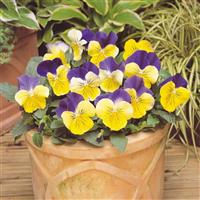 Matrix® Morpheus Pansy Container