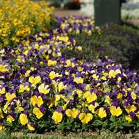 Matrix® Morpheus Pansy Landscape