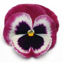 Matrix® Rose Wing Pansy Bloom
