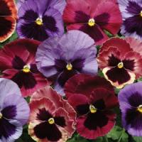 Matrix® Coastal Sunrise Mixture Pansy Bloom