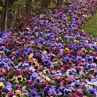 Matrix® Coastal Sunrise Mixture Pansy Landscape