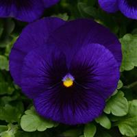 Matrix® Deep Blue Blotch Pansy Bloom