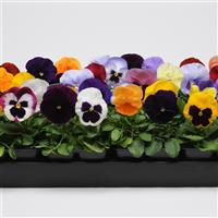 Matrix® Mixture Pansy Bloom