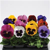 Matrix® Blotch Mixture Pansy Bloom