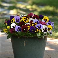 Matrix® Blotch Mixture Pansy Container