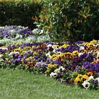 Matrix® Blotch Mixture Pansy Landscape