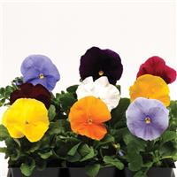 Matrix® Clear Mixture Pansy Bloom
