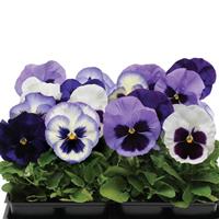 Matrix® Ocean Breeze Mixture Pansy Bloom
