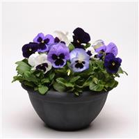 Matrix® Ocean Breeze Mixture Pansy Container