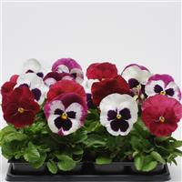 Matrix® Raspberry Sundae Mixture Pansy Bloom