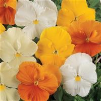 Matrix® Citrus Mixture Pansy Bloom
