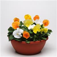 Matrix® Citrus Mixture Pansy Container