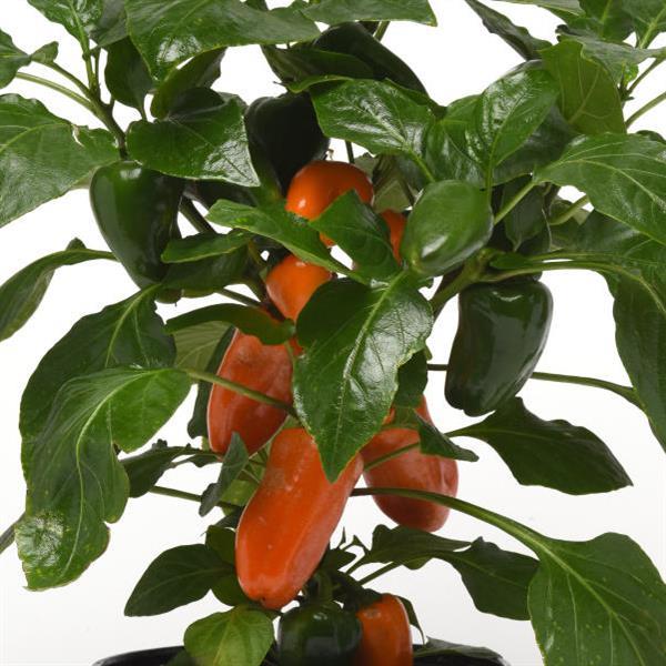 Edible Potted Pepper Fresh Bites Orange Bloom