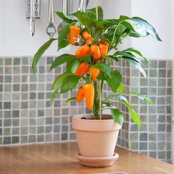 Edible Potted Pepper Fresh Bites Orange Container