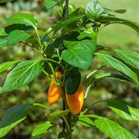 Fresh Bites Yellow Edible Potted Pepper Bloom
