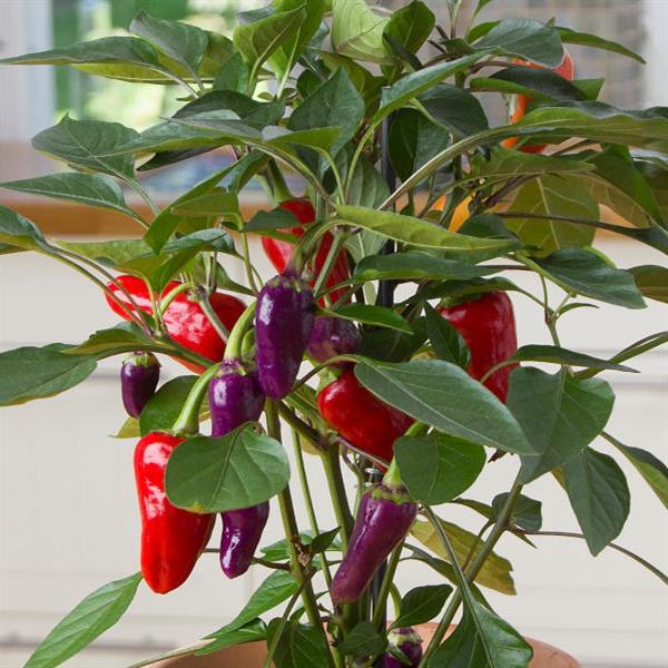 Edible Potted Pepper Cosmo Bloom