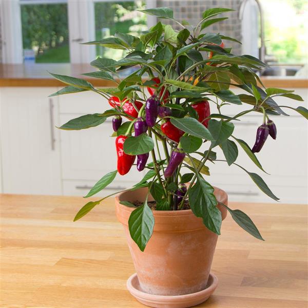 Edible Potted Pepper Cosmo Container