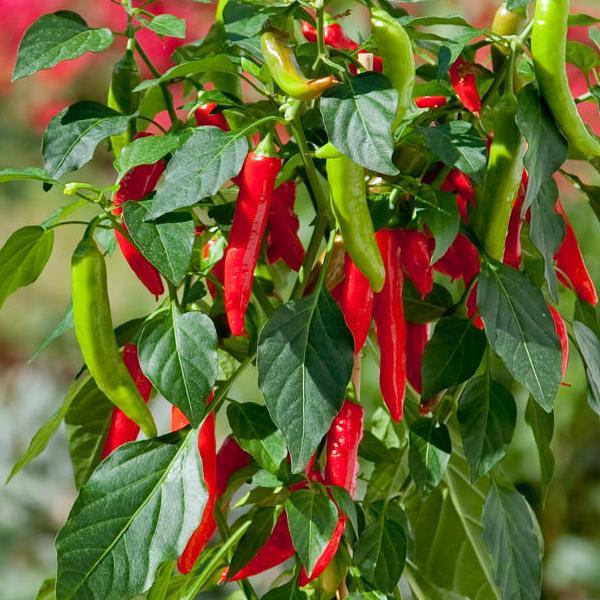 Edible Potted Pepper Hot Fajita Bloom