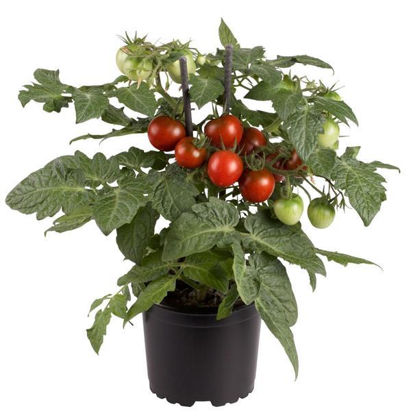 Edible Potted Tomato Cocoa Bloom