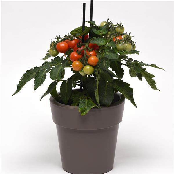 Edible Potted Tomato Red Velvet Bloom