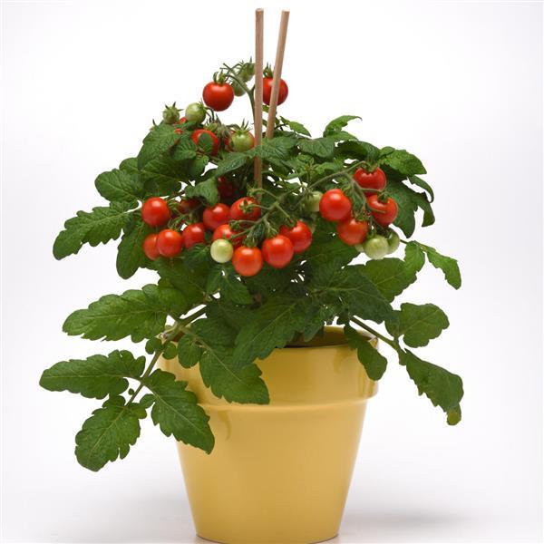 Edible Potted Tomato Siam Bloom