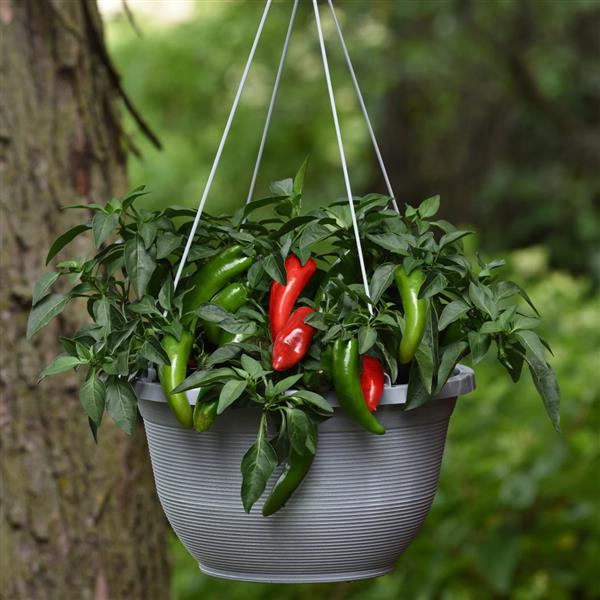 Pepper Pot-a-peño Basket