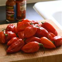 Primero Red Pepper Container