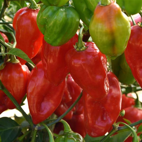 Pepper Primero Red Vegetables