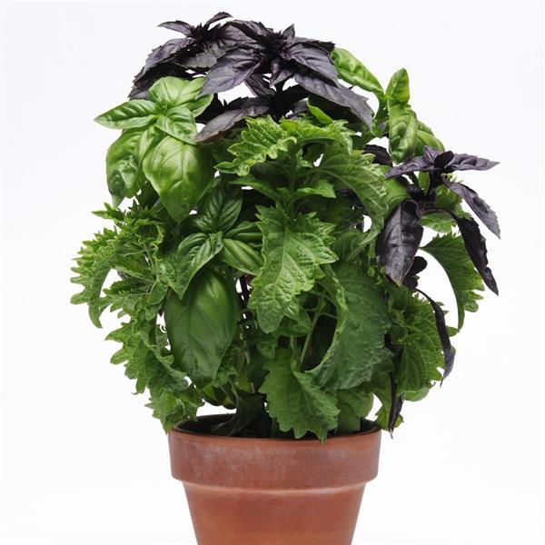 SimplyHerbs™ Try Basil Bloom