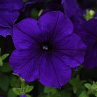 E3 Easy Wave® Blue Spreading Petunia Bloom