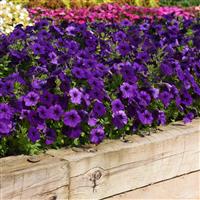 E3 Easy Wave® Blue Spreading Petunia Landscape