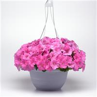 E3 Easy Wave® Pink Spreading Petunia Basket
