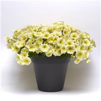 E3 Easy Wave® Yellow Spreading Petunia Container