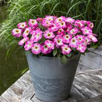 E3 Easy Wave® Rose Morn Spreading Petunia Container