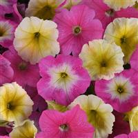 E3 Easy Wave® Sweet Taffy Mixture Spreading Petunia Bloom
