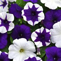 E3 Easy Wave® Déjà Vu Mixture Spreading Petunia Bloom