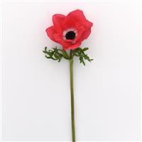 Mona Lisa® Pink Anemone Single Stem, White Background