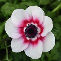 Mona Lisa® Red Bicolor Anemone Bloom