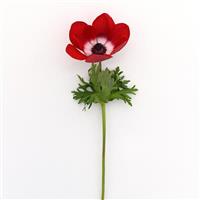Mona Lisa® Scarlet Eye Anemone Single Stem, White Background