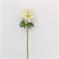 Mona Lisa® White Anemone Single Stem, White Background