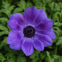 Mona Lisa® Deep Blue Anemone Bloom