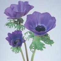 Mona Lisa® Deep Blue Anemone Cutflower