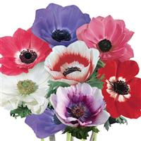 Mona Lisa® Mixture Anemone Bloom